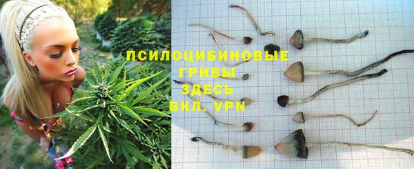 прущие грибы Абдулино