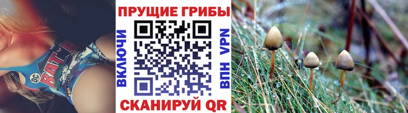 как найти наркотики ОМГ ОМГ зеркало Псилоцибиновые грибы GOLDEN TEACHER Чегем